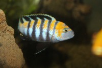 /album/fotogaljerjeja/tsinotilyapiya-kobue-samets-jpg/